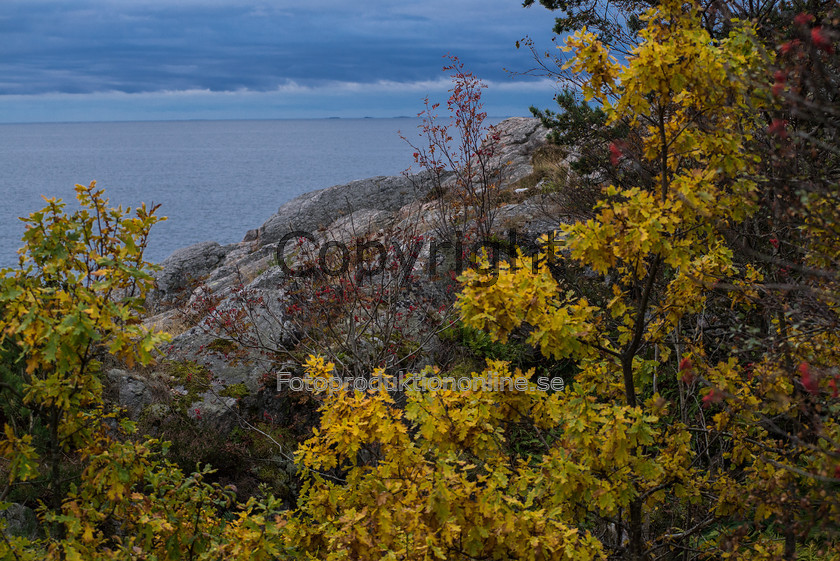 swed seasc010October 
 Autumn sea horizon 
 Keywords: Rocks, Trees, sea, Horizon