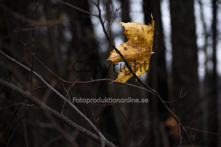 SA20141102-DSC 6915 
 Trapped 
 Keywords: Autumn leaf, leaf,